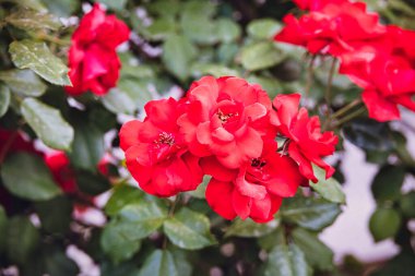 Yaz bahçesinde açan güzel kırmızı gül yeşil yapraklar.