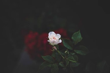 güzel beyaz çiçeklenme yaz bahçe yeşil yaprakları gül