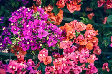 güzel renkli bougainvillea bahar arkaplanı