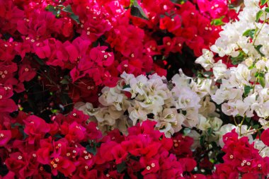 güzel renkli bougainvillea bahar arkaplanı
