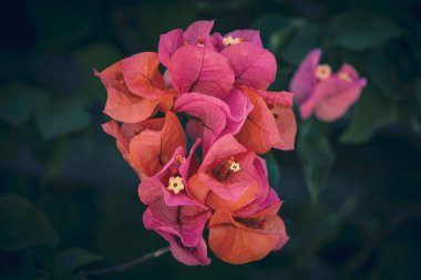 güzel renkli bougainvillea bahar arkaplanı