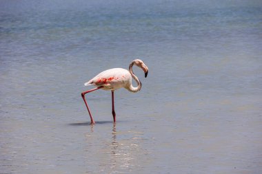 İspanya 'nın Calpe gölündeki güzel pembe flamingolar