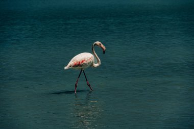 İspanya 'nın Calpe gölündeki güzel pembe flamingolar