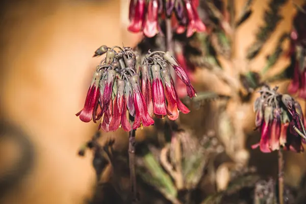 stock image a beautiful red flower of a thuja plant in close-up