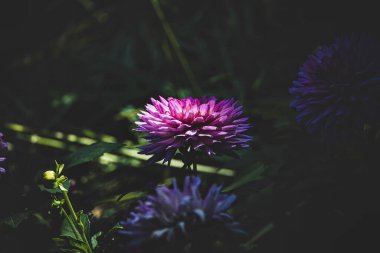 Güzel sonbahar mor paskalyası Bahçede gün ışığında