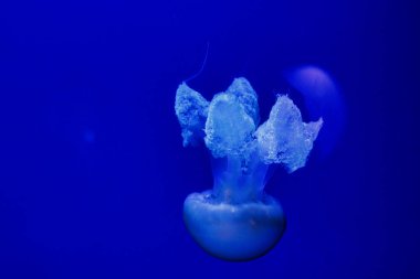  Güzel denizanaları zarif bir şekilde mavi bir arka plana doğru yüzerler.