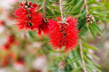 Yeşil, ince dallardan sarkan dikenli yapraklı parlak kırmızı callistemon laevis.