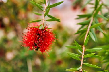 Yeşil, ince dallardan sarkan dikenli yapraklı parlak kırmızı callistemon laevis.