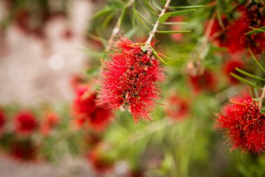 Yeşil, ince dallardan sarkan dikenli yapraklı parlak kırmızı callistemon laevis.