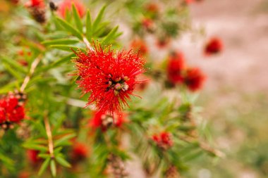 Yeşil, ince dallardan sarkan dikenli yapraklı parlak kırmızı callistemon laevis.