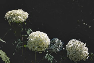 Parlak beyaz ortanca, koyu arkaplana karşı kontrastlı çiçek açar ve dramatik bir etki yaratır.