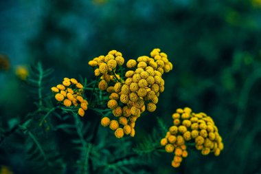 Sarı tanemsi çiçekler, toparlak çiçekler, bulanık yeşil bir arka planda tam bir kontrastla.