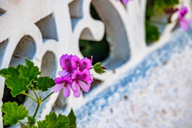 Canlı pembe çiçekler pelargonyum salatalık, bereketli yeşil yapraklarla çerçevelenmiş beyaz bir duvarın dekoratif açıklıklarında çiçek açar.