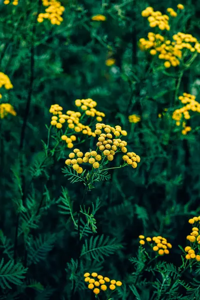Sarı tanemsi çiçekler, toparlak çiçekler, bulanık yeşil bir arka planda tam bir kontrastla.