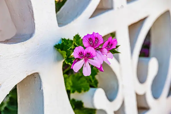 stock image Vibrant pink flowers  pelargonium cucullatum bloom through the decorative openings of a white wall, framed by lush green leaves