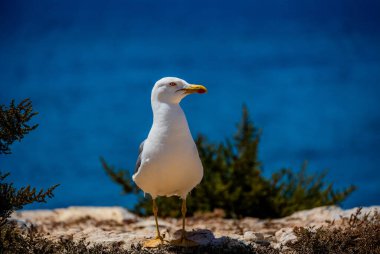 Bir martı belirgin bir şekilde kayalık bir çıkıntıda duruyor, arka planda açık mavi deniz bulunan seyrek yeşilliklerle çevrili.