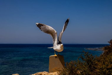 Bir martı, açık mavi okyanus ve gökyüzünün arka planına uzanan kanatlarıyla beton bir direğe tünemiş.