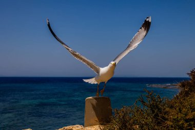Bir martı, açık mavi okyanus ve gökyüzünün arka planına uzanan kanatlarıyla beton bir direğe tünemiş.