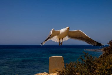 Bir martı, açık mavi okyanus ve gökyüzünün arka planına uzanan kanatlarıyla beton bir direğe tünemiş.
