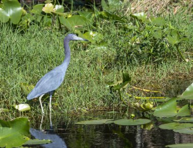 Tri-colored Heron wading in a swamp looking for prey.