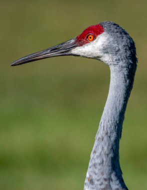 Yeşil arka planda Sandhill Crane 'in baş görüntüsü.