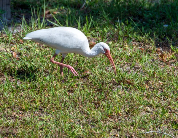 沼に立つイビス湿地鳥が食べ物を探しています — ストック写真