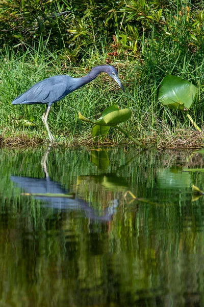 Tri Colored Heron Wading Swamp Looking Prey — Stock Photo, Image