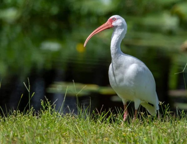 Ibis Feuchtvogel Steht Einem Sumpf Auf Der Suche Nach Nahrung — Stockfoto