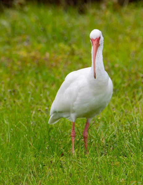 伊比斯湿地鸟站在沼泽地里觅食 — 图库照片