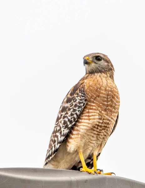 Hawk Empoleirado Uma Luz Olhando Para Esquerda — Fotografia de Stock