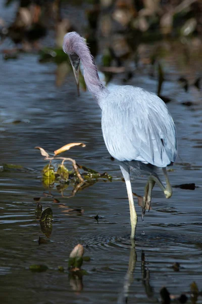 Tri Colored Heron Wading Swamp Looking Prey — ストック写真