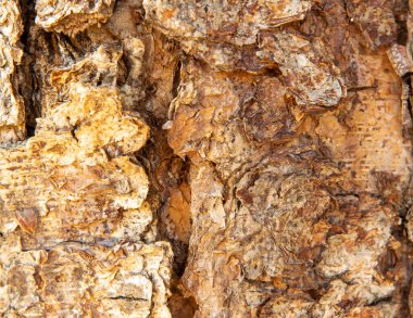 Sanat veya sreen koruyucu için Ağaç Gövdesi Arkaplanı.