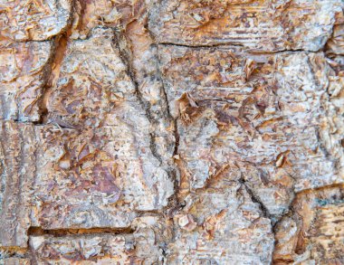 Sanat veya sreen koruyucu için Ağaç Gövdesi Arkaplanı.