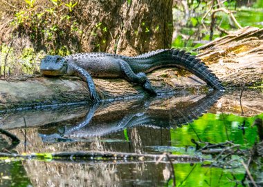American Alligator basking in the sun on a log.