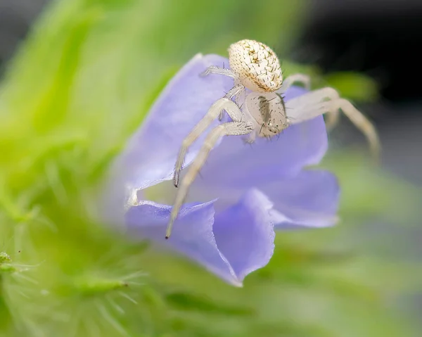 White Crab Spider Perched Blue Flower Looking Prey — Stockfoto