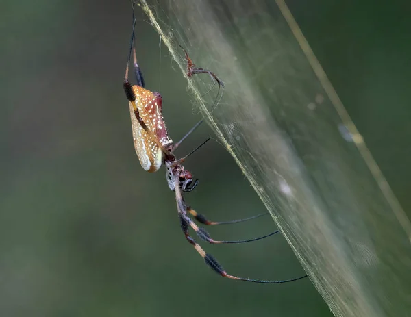 Zahradní Orb Spider Sedí Pavučině Čeká Kořist — Stock fotografie