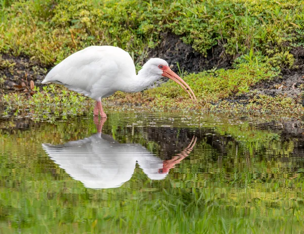 Ibis Wetland Bird Standing Swamp Looking Food — Stock Photo, Image