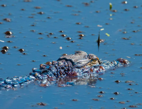 American Alligator Head Sentado Acima Água Pântano — Fotografia de Stock