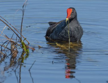 male Moorhen On Lake lily pad in a swamp.