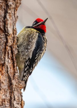 Yellow Bellied Sapsucker perched on a tree trunk.