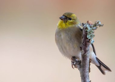 Gold Finch Perched on a tree branch looking left.