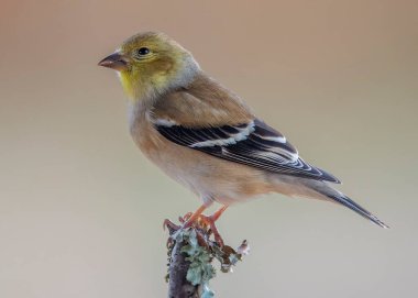 Gold Finch Perched on a tree branch in the open.