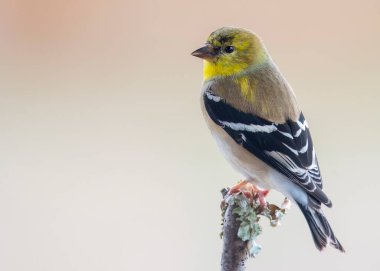 Gold Finch Perched on a tree branch in the open.