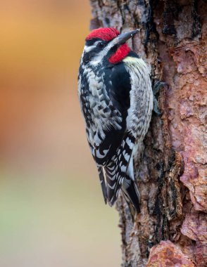 Yellow Bellied Sapsucker perched on a tree trunk.