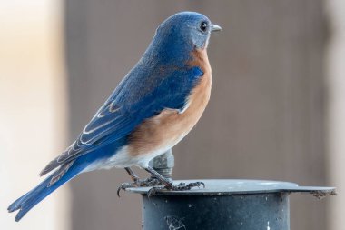 American Blue Bird perched on top of a grill.