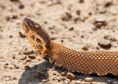 Image of a Cottonmouth Snake on the road in sunlight.