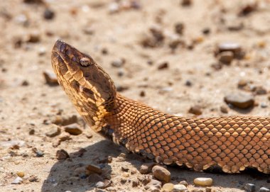 Image of a Cottonmouth Snake on the road in sunlight. clipart
