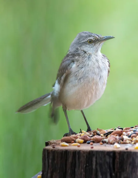 Mockingbird Empoleirado Alimentador Pássaros Olhando Para Direita — Fotografia de Stock