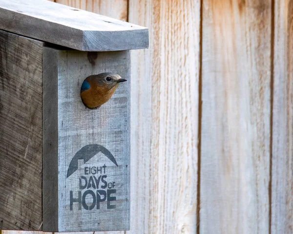 Amerykański Niebieski Ptak Siedzący Wewnątrz Skrzynki Lęgowej Patrzący — Zdjęcie stockowe