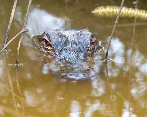 Amerikaanse Alligator Hoofd Zittend Boven Het Water Een Moeras — Stockfoto